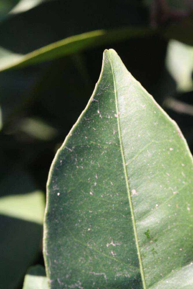              Margin (Riverside, CA)       